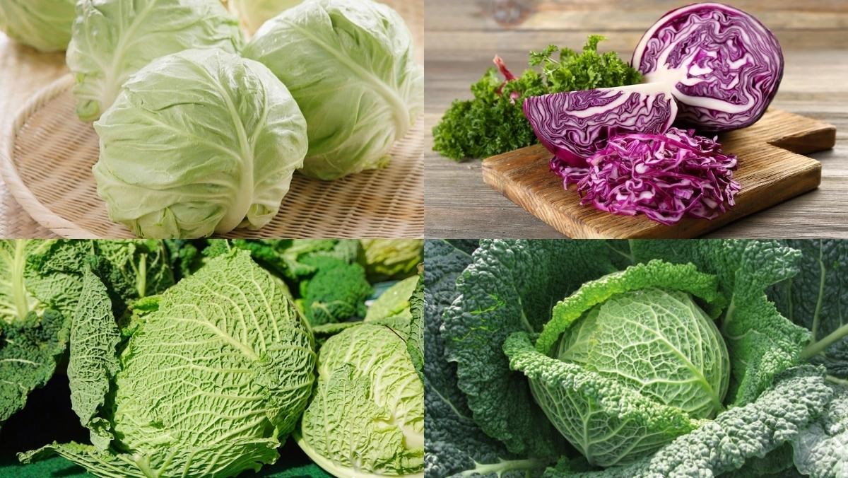 Who Should Limit Their Cabbage Intake?